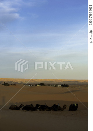 サハラ砂漠の美しい砂丘 106794901