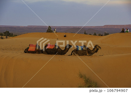 サハラ砂漠の美しい砂丘 サハラ砂漠の美しい砂丘 106794907