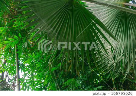 palms and other tropical trees in large greenhouse palms and other tropical trees in large greenhouse 106795026