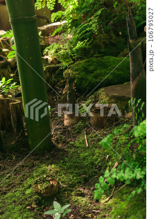 bamboo sprout growing among of large bamboo stems bamboo sprout growing among of large bamboo stems 106795027