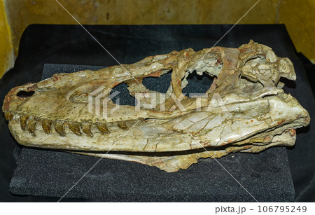 Real scull of Tarbosaurus baatar dinosaur found in Mongolia Gobi desert Real scull of Tarbosaurus baatar dinosaur found in Mongolia Gobi desert 106795249