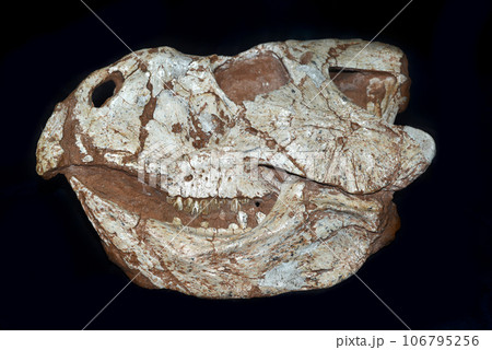 Fossils of Protoceratops found in Mongolia Gobi Desert Fossils of Protoceratops found in Mongolia Gobi Desert 106795256