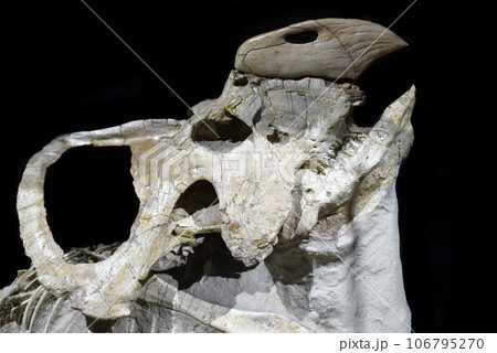 Fossils of Protoceratops found in Mongolia Gobi Desert 106795270