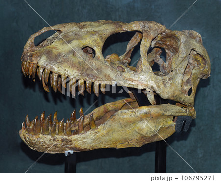 Real scull of Tarbosaurus baatar dinosaur found in Mongolia Gobi desert 106795271