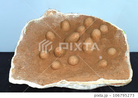 Real dinosaurs eggs found in Gobi desert of Mongolia Real dinosaurs eggs found in Gobi desert of Mongolia 106795273