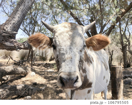 closeup cow animal in the cattle ranch farm closeup cow animal in the cattle ranch farm 106795505