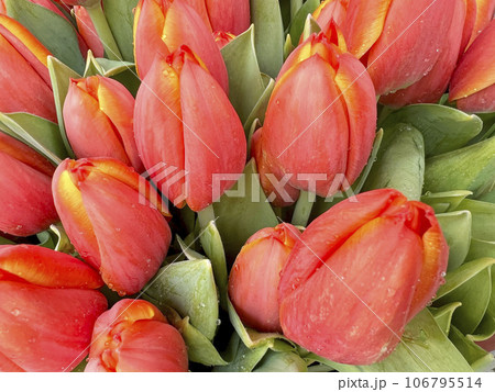 red and yellow tulips as a background 106795514