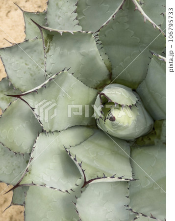 agave cactus plant as a background agave cactus plant as a background 106795733