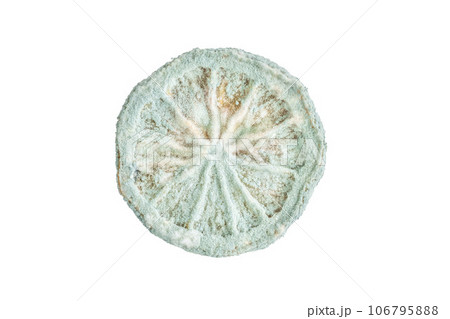 slice of lemon or citrus fruit spoiled by mold 106795888