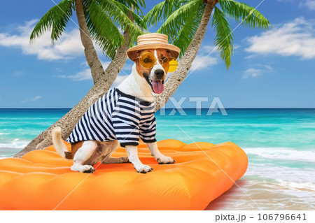 dog on an air mattress 106796641