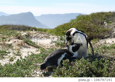 草原で仲良く戯れ合うペンギン 106797141