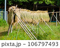 稲架かけ 106797493