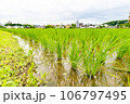 都市に残された水田 106797495