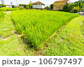 都市に残された水田 106797497
