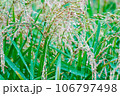 実ほど頭を垂れる稲穂かな 106797498