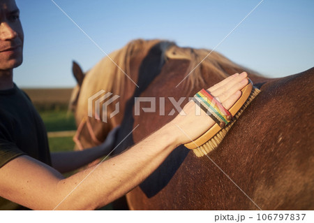 Man while brushing of back of brown mare. Man while brushing of back of brown mare. 106797837