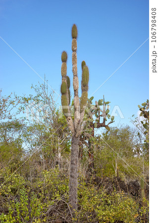 Giant opuntia (Opuntia galapageia) on Santa Cruz Island, Galapagos National Park, Ecuador. Giant opuntia (Opuntia galapageia) on Santa Cruz Island, Galapagos National Park, Ecuador. 106798408