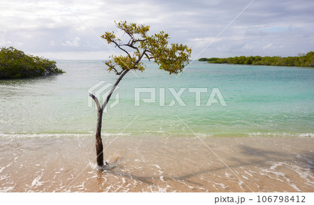 Empty German beach (Playa de los Alemanes) with mangroves in the background on Santa Cruz Island, Galapagos National Park, Ecuador. Empty German beach (Playa de los Alemanes) with mangroves in the background on Santa Cruz Island, Galapagos National Park, Ecuador. 106798412