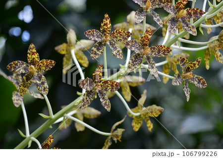 グラマトフィルム・スペキオスム　ランの花 106799226