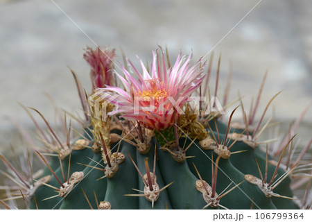 サボテンの花 106799364