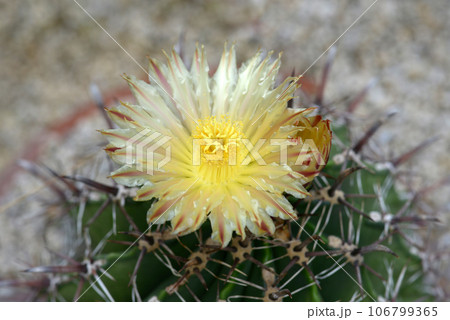 サボテンの花 106799365