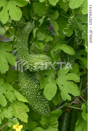 ゴーヤ　ニガウリ 106799541
