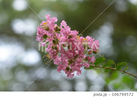 ピンクのサルスベリの花 ピンクのサルスベリの花 106799572