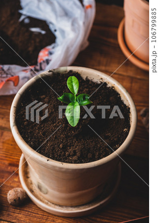 Young Tangerine Plant in a Ceramic Pot 106799885