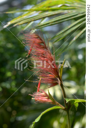 サンケジア 106799942