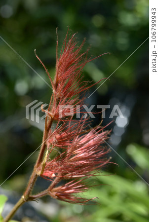 サンケジア 106799943