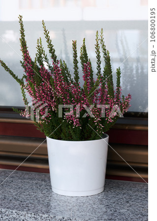 Beautifully Blooming Pink Heather Flowers in Pot on Windowsill on Balcony. Autumn Floral Decoration. 106800195