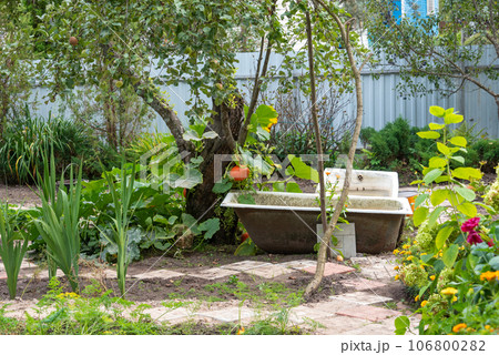 Old cast iron bathtubs for watering plants in the garden, pumpkins hanging on a tree. Old cast iron bathtubs for watering plants in the garden, pumpkins hanging on a tree. 106800282
