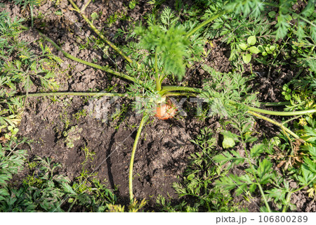 Carrots with tops on a vegetable bed under bright sunlight. Carrots with tops on a vegetable bed under bright sunlight. 106800289