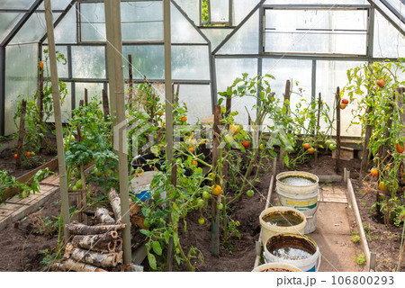 General view inside the greenhouse of tomatoes and buckets of water and fertilizer. General view inside the greenhouse of tomatoes and buckets of water and fertilizer. 106800293