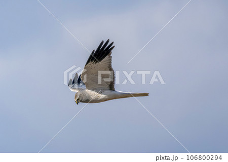 飛翔するハイイロチュウヒの雄 106800294