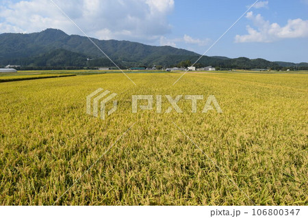 黄金色に稔った稲穂 106800347