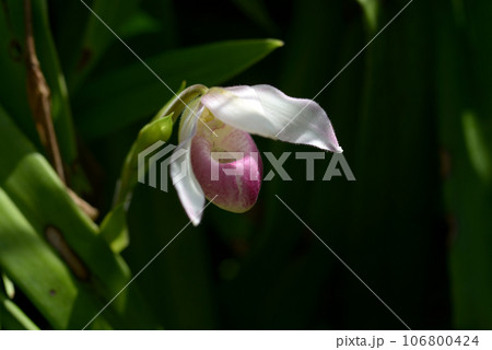 シプリペディウム・レギナエ　ランの花 106800424