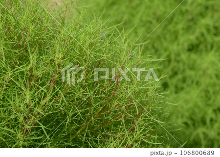 コキア　葉模様 106800689