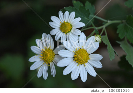 兵庫県の花で姫路の自生地で見られた中心の黄色の筒状花と周りの白い葉弁の舌状花が綺麗なノジギク 106801016
