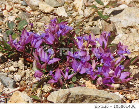 日当たりのよい山道沿いで見られた赤紫色の萼片の中から青紫色の花とその先につく付属体が可愛いヒメハギ 日当たりのよい山道沿いで見られた赤紫色の萼片の中から青紫色の花とその先につく付属体が可愛いヒメハギ 106801436