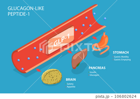 3D Isometric Flat Vector Conceptual Illustration of Glucagon-like Peptide-1 3D Isometric Flat Vector Conceptual Illustration of Glucagon-like Peptide-1 106802624