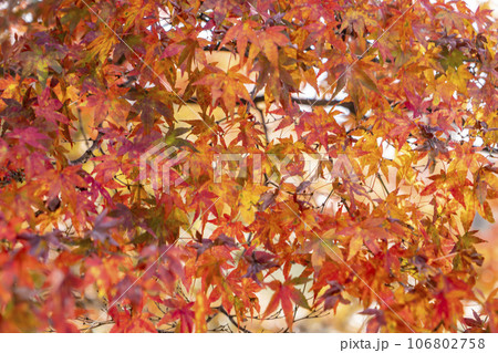 真っ赤な紅葉 真っ赤な紅葉 106802758