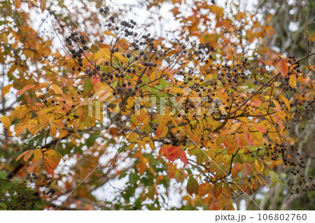 百日紅の紅葉 百日紅の紅葉 106802760