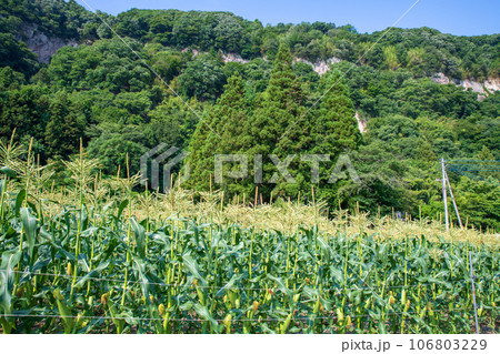 トウモロコシ畑　赤城町　棚下　渋川市 106803229