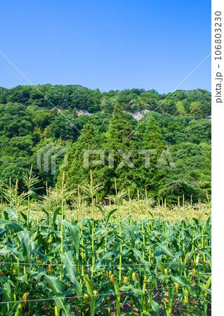 トウモロコシ畑　赤城町　棚下　渋川市 106803230