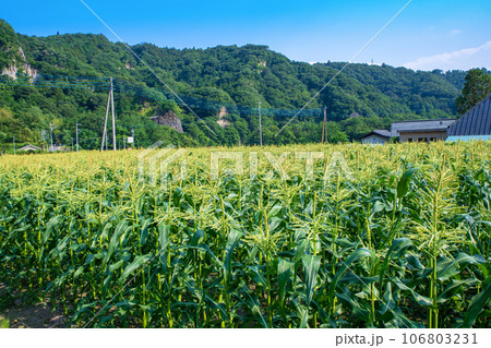 トウモロコシ畑　赤城町　棚下　渋川市 106803231