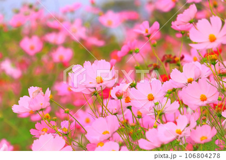 群生する華やかなピンクのコスモスの花 群生する華やかなピンクのコスモスの花 106804278