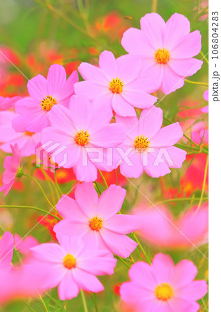 美しいピンクのコスモスの花 美しいピンクのコスモスの花 106804283