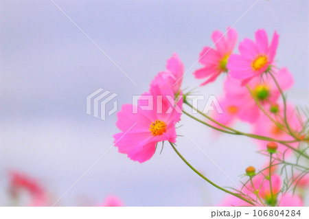 美しいピンクのコスモスの花 106804284