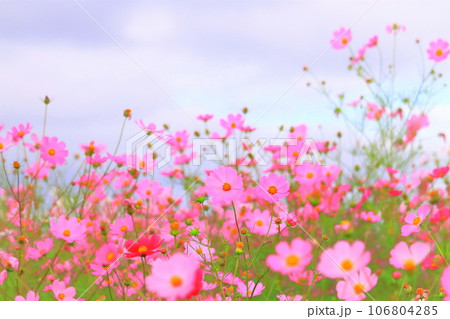 群生する華やかなピンクのコスモスの花 106804285